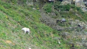 PICTURES/Going-To-The-Sun Road/t_Mountain Goats.JPG